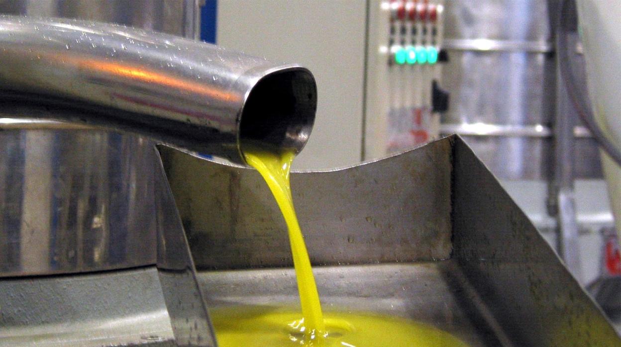 Aceite de oliva recién molturado en una almazara