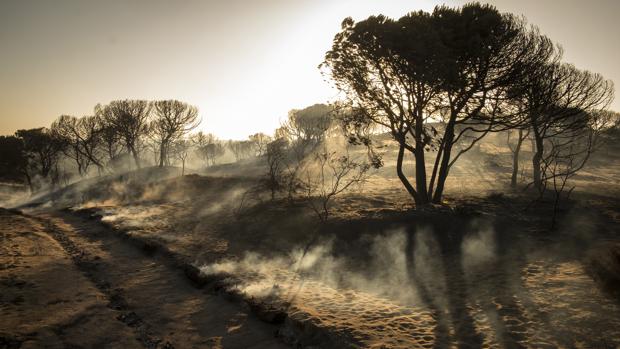 Doñana necesita cinco años y 13 millones para recuperarse del incendio de 2017