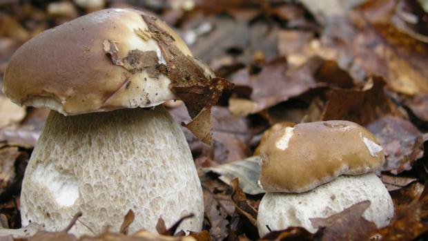 Níscalos, boletus, cantharellas…¡Cada seta con su receta!