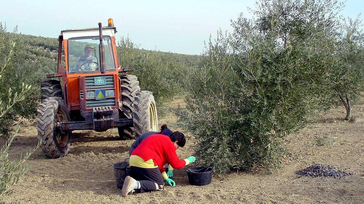 La producción de aceite de olivar por Estados Unidos y China «abrirá mercados», según los expertos