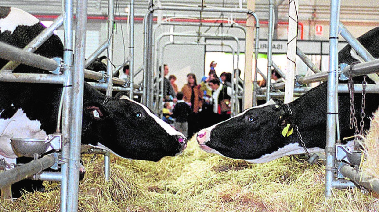 Reses en una feria ganadera