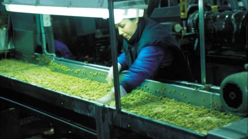 Una trabajadora trabajando en una planta de aceitunas