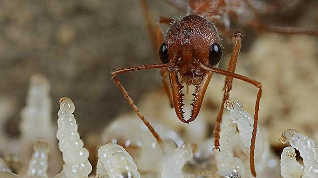 Una hormiga rodeada de larvas