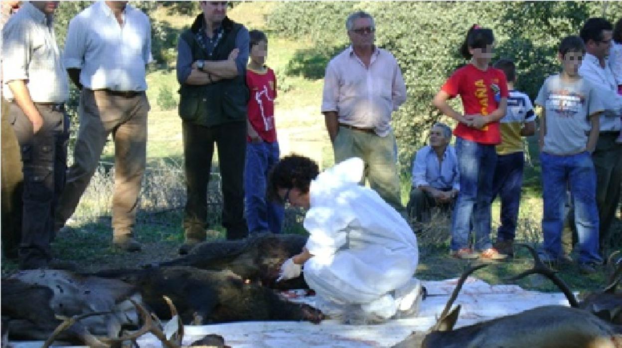 Una veteria coge muestras de los animales abatidos en una montería para su control sanitario