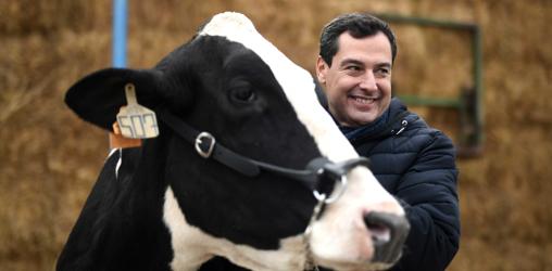 Juanma Moreno junto a una vaca en Añora (Córdoba)