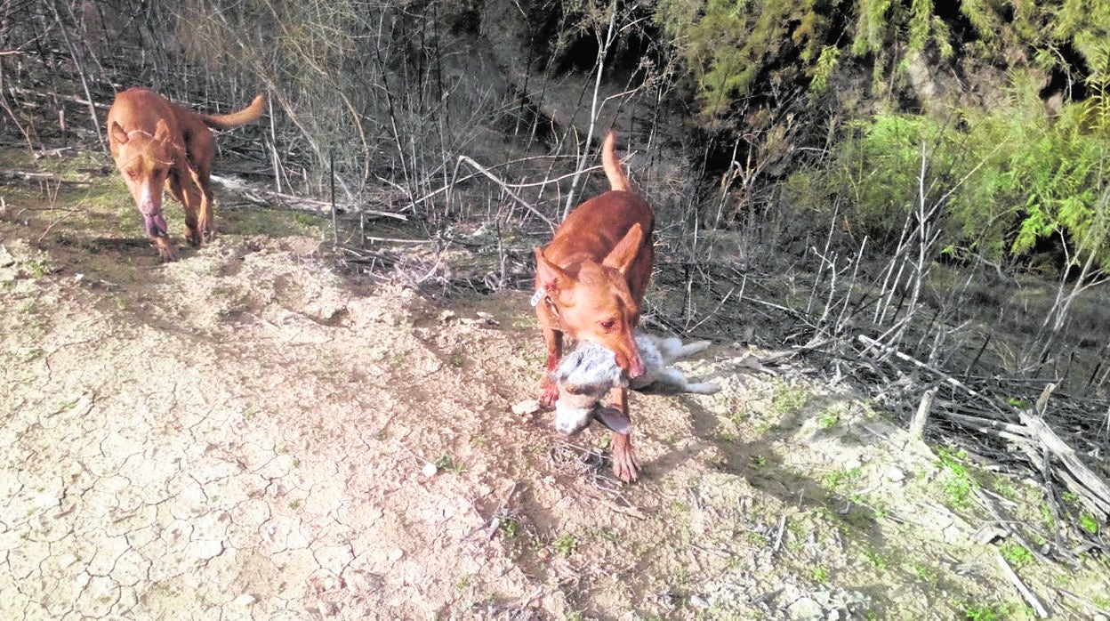 Perros se cobran un conejo en la modalidad de a diente en mano, nueva en esta temporada