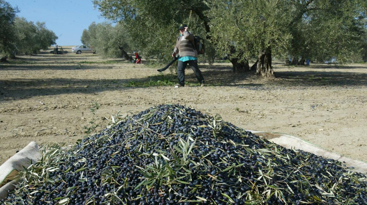 Agricultores en la recogida de la aceituna en Bujalance.