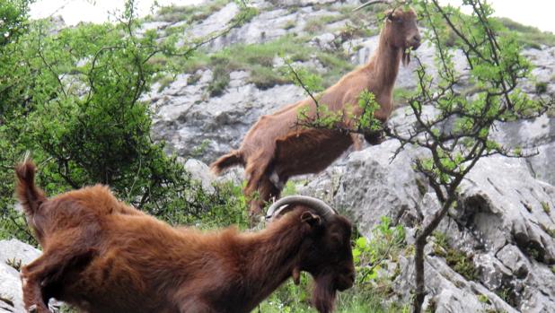 Investigan a un hombre por un presunto caso de sodomía sobre cabras en Almería