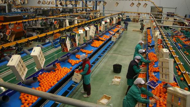 La recogida de la naranja empieza en Córdoba con menos producción y bajada de precios