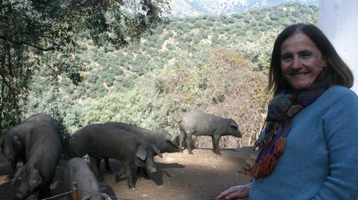 Chelo Gámez, en una de las fincas que regenta junto a algunos de los cerdos en plena montanera
