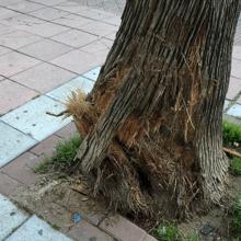 Palmera tras el impacto del vehículo