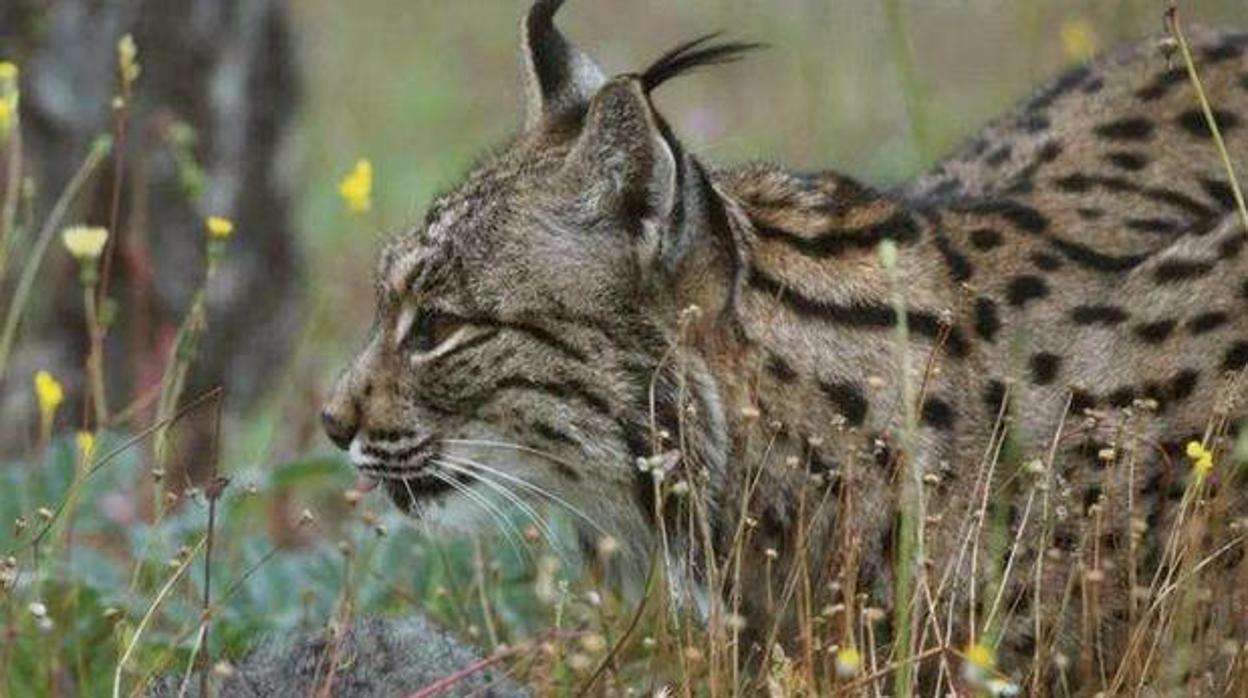 Ejemplar de lince ibérico