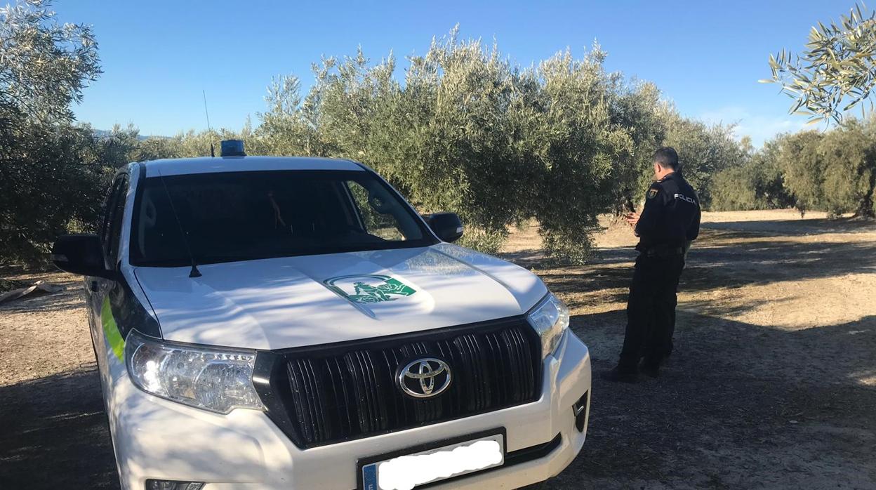 Un agente de la Policía adscrita a la Junta inspecciona un olivar de Jaén