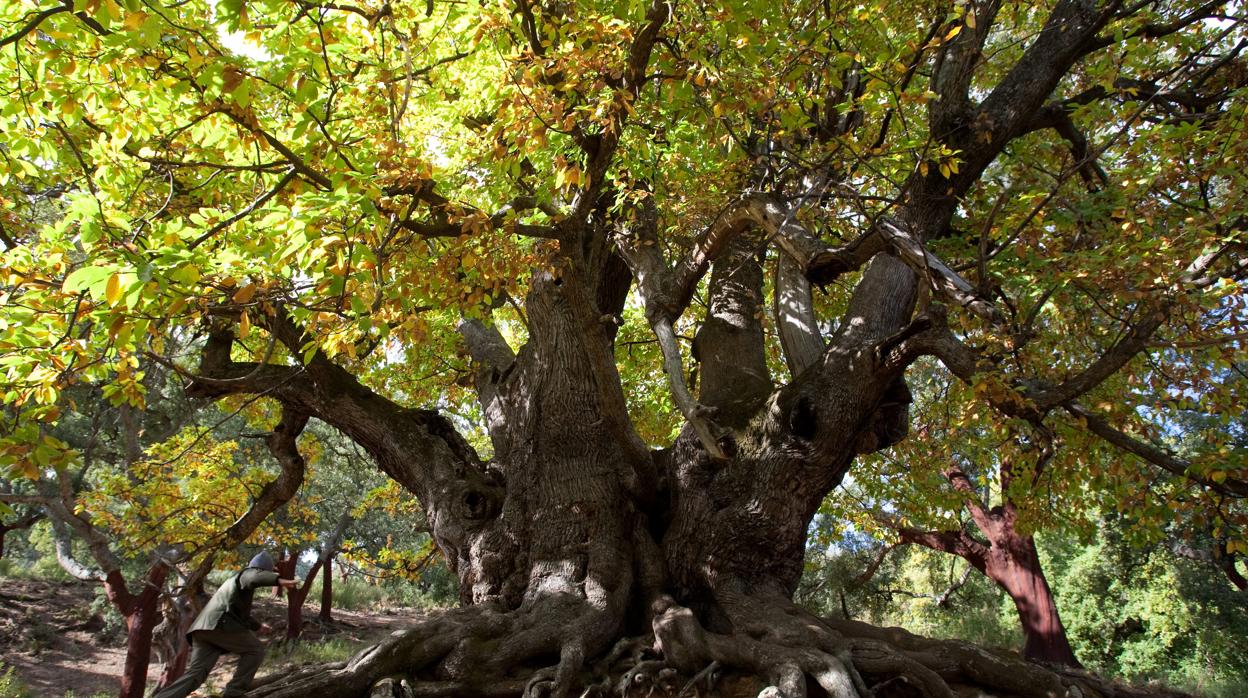 Imagen del árbol centenario en peligro de muerte