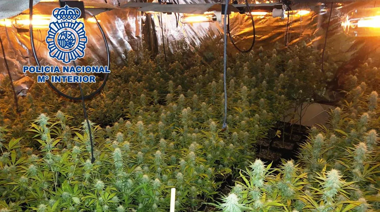 Plantas de marihuana intervenidas en el domicilio de los arrestados