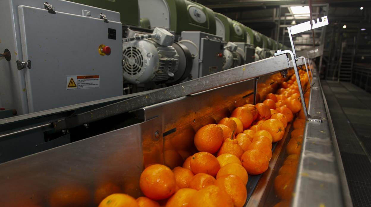 Naranjas en una cadena de producción para ser envasadas