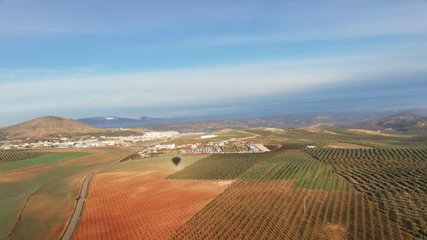 Así se ven los olivos de Andalucía desde el cielo