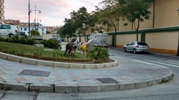 Abaten a un jabalí en el casco urbano de Fuengirola