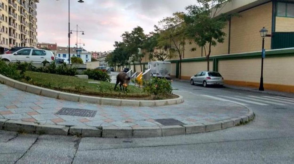 El jabalí en una rotanda de Fuengirola