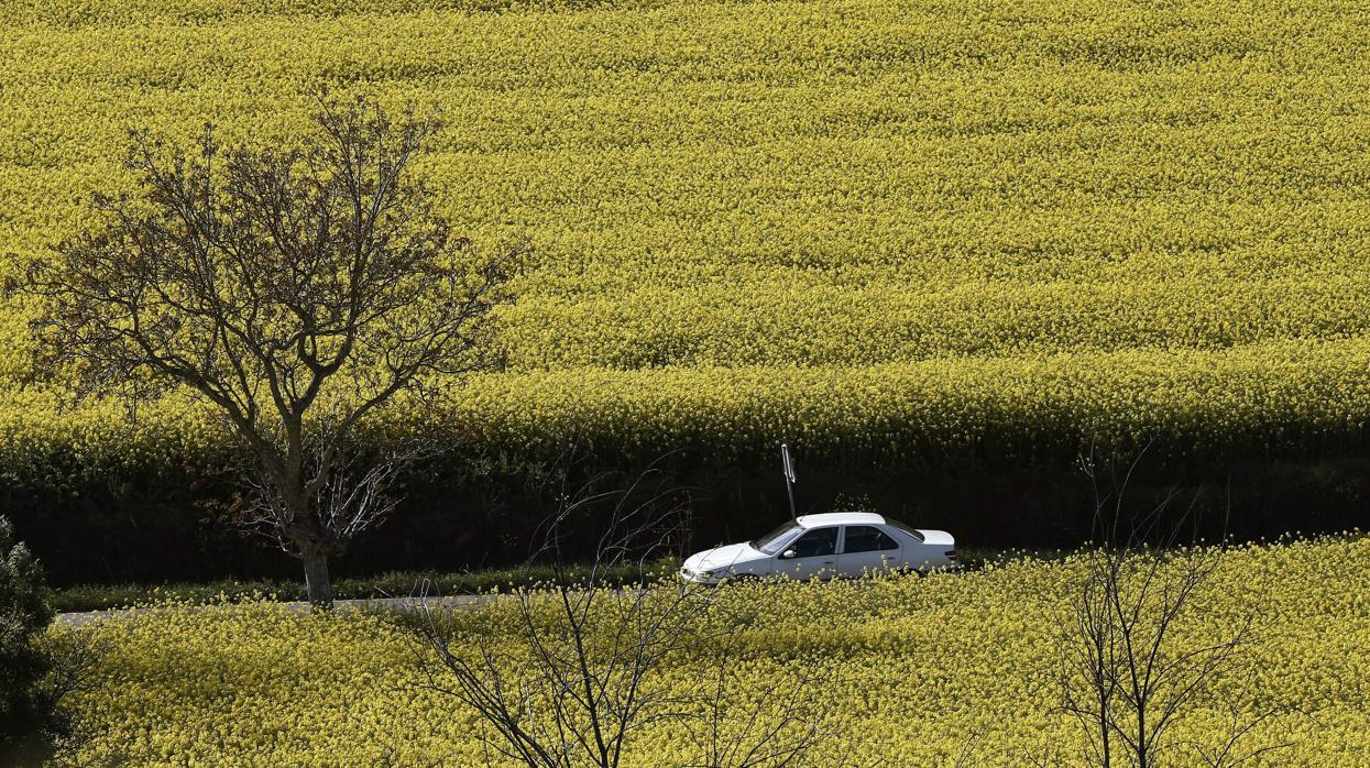 Un coche circula por un camino entre cultivos de colza