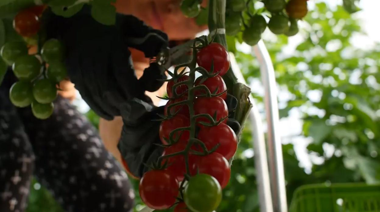 Tomates de Biosabor