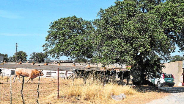 Dos hermanos se enfrentan a 22 años de cárcel por intentar matar a un veterinario en Pozoblanco