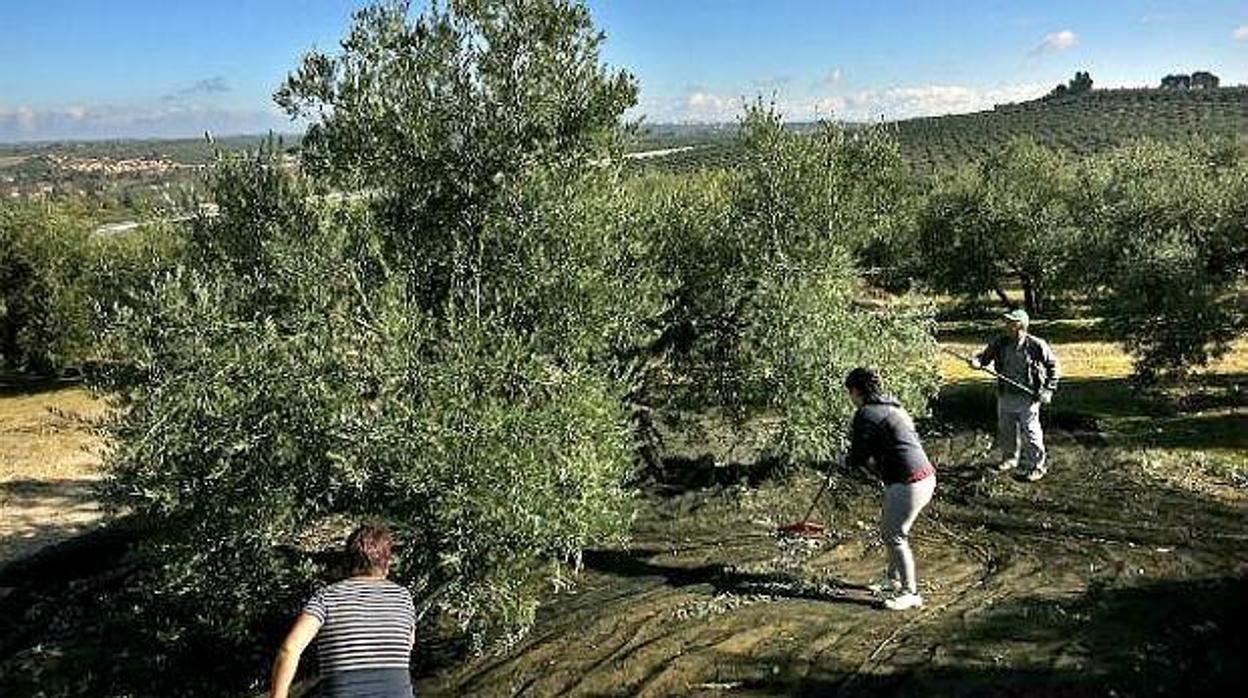 Casi un centenar de personas están siendo investigadas por un fraude con el subsidio agrario