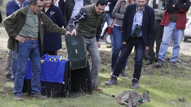 El lince ibérico ya no es «socialista»