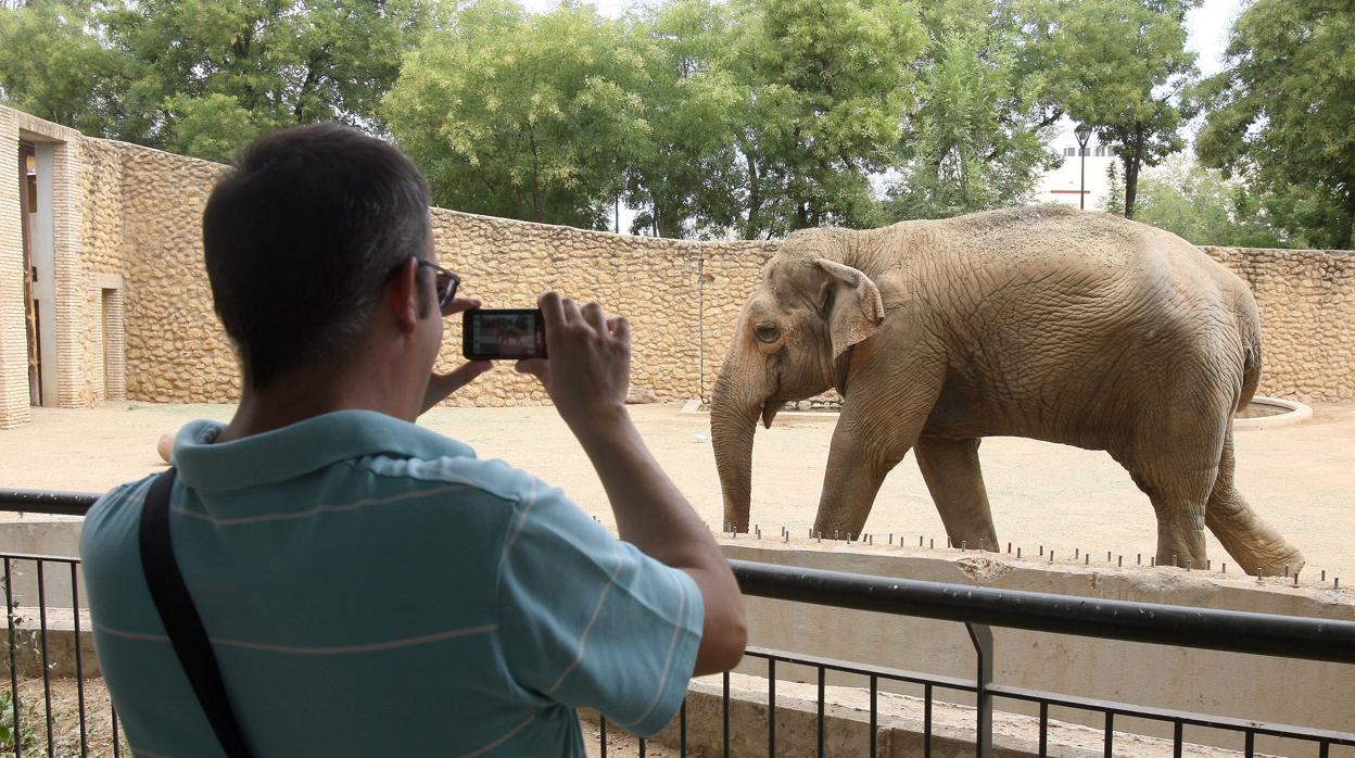 Un visitante toma una imagen de la elefanta Flavia en una fotografía de archivo