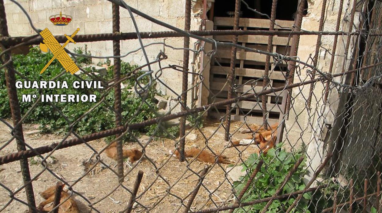 Cadáveres de los perros descubiertos en la finca