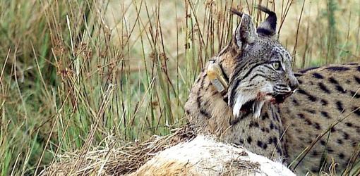 Un ejemplar adulto de lince