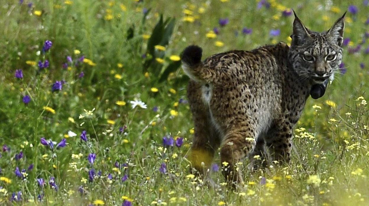 Un ejmplear de lince en Doñana