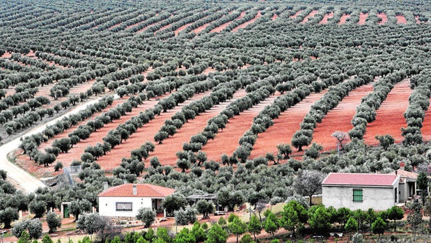 La superficie cultivada de Córdoba crece empujada por el olivar y el almendro