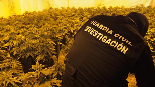 El día a día de la Guardia Civil en Granada: casi 1.000 plantas de marihuana incautadas en la misma jornada