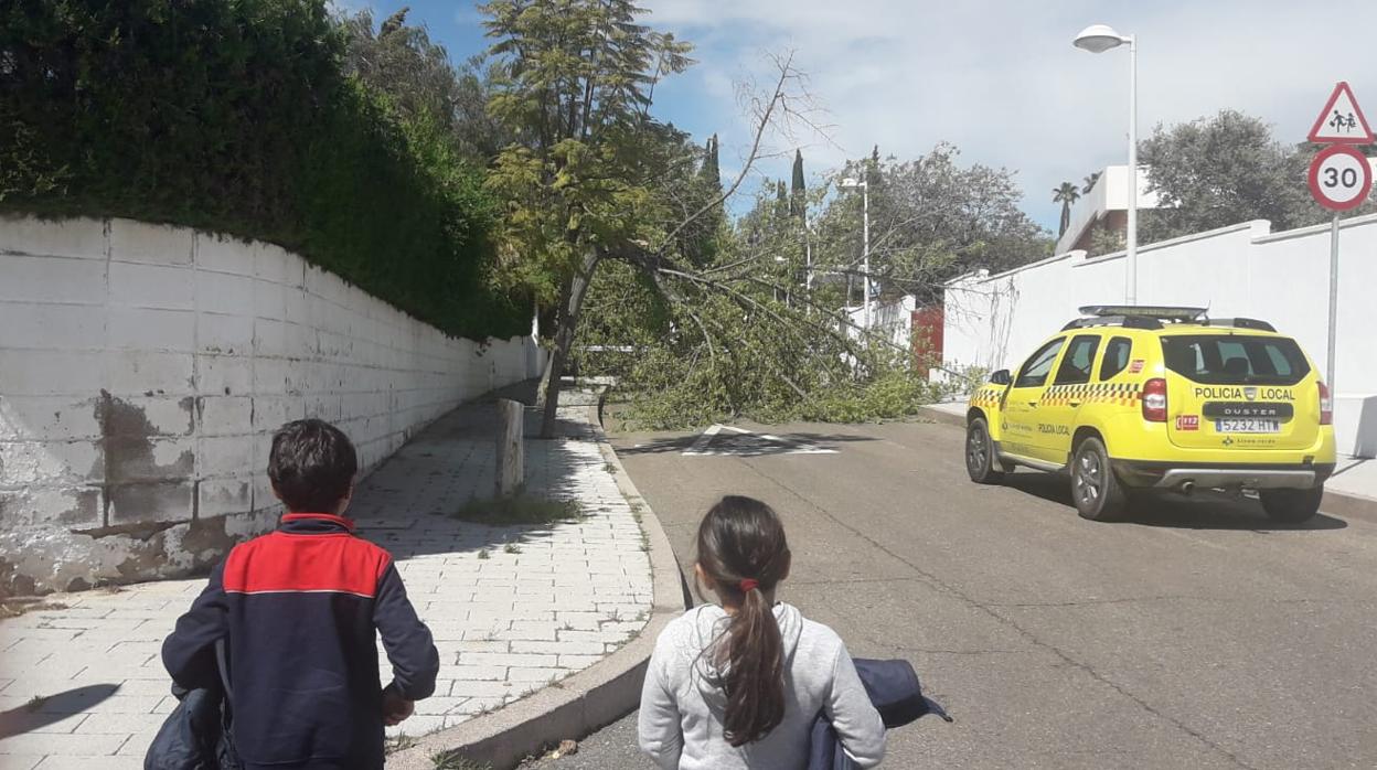 Árbol caído esta tarde en la calle Jurista Otbi, al lado de la valla del colegio Alzahir