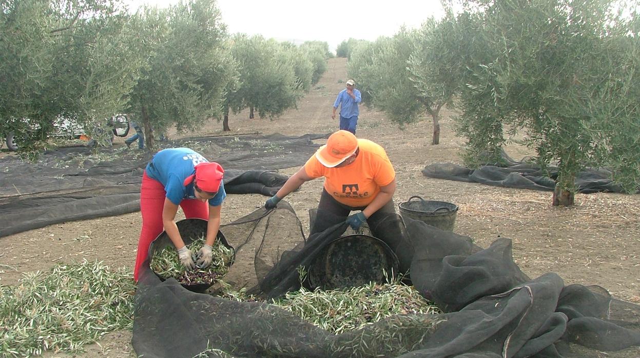 Recogida de la aceituna en una explotación agraria de Córdoba