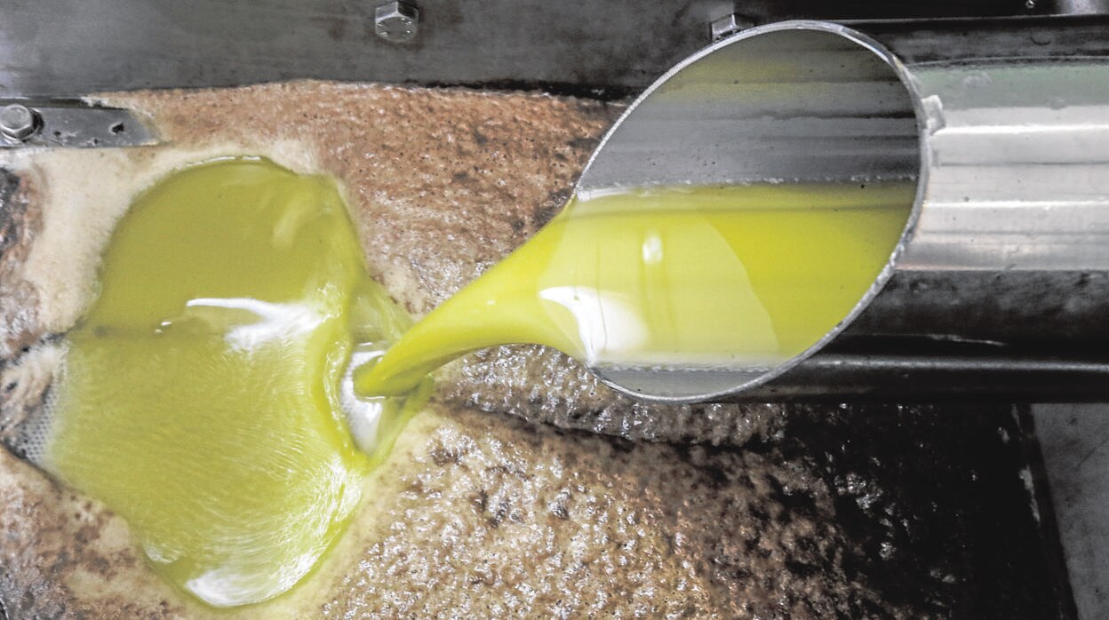 Primer aceite de una almazara en pleno proceso de producción