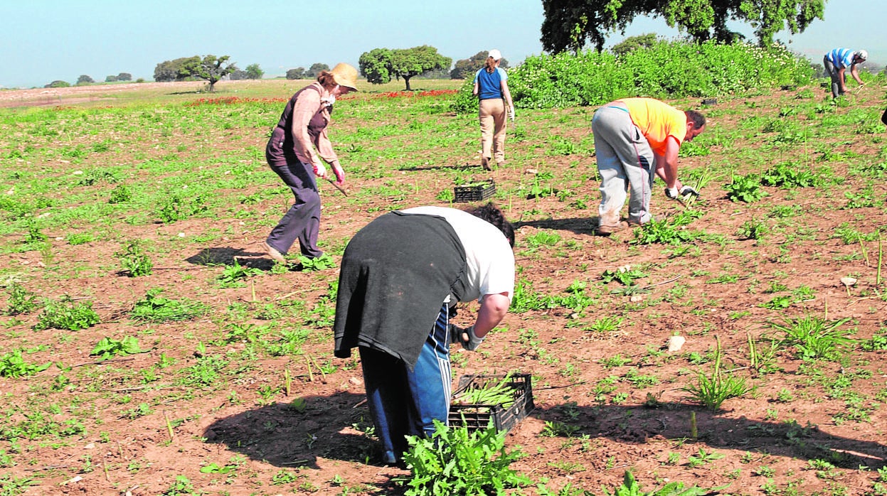 Recogida del espárrago en una finca dedicada a la agricultura ecológica