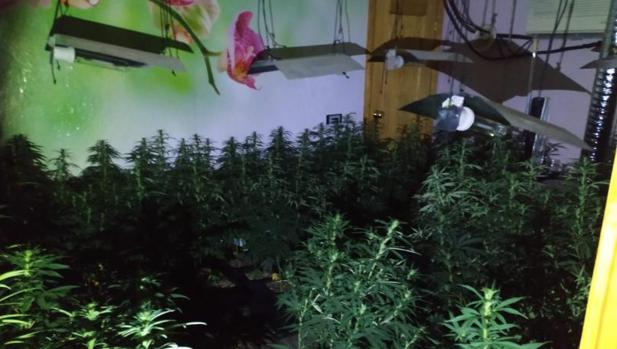 Detenido por el cultivo de 112 plantas de marihuana en una peluquería de Córdoba