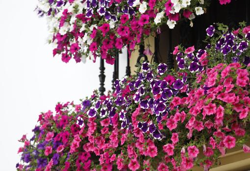 Flores colgantes de un balcón en los Patios de Córdoba