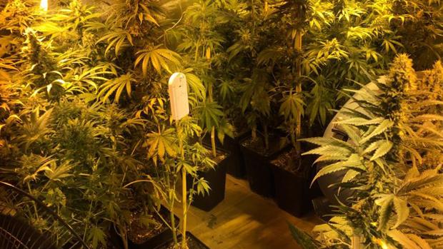 Una detenida con 110 plantas de marihuana en su vivienda en Rute