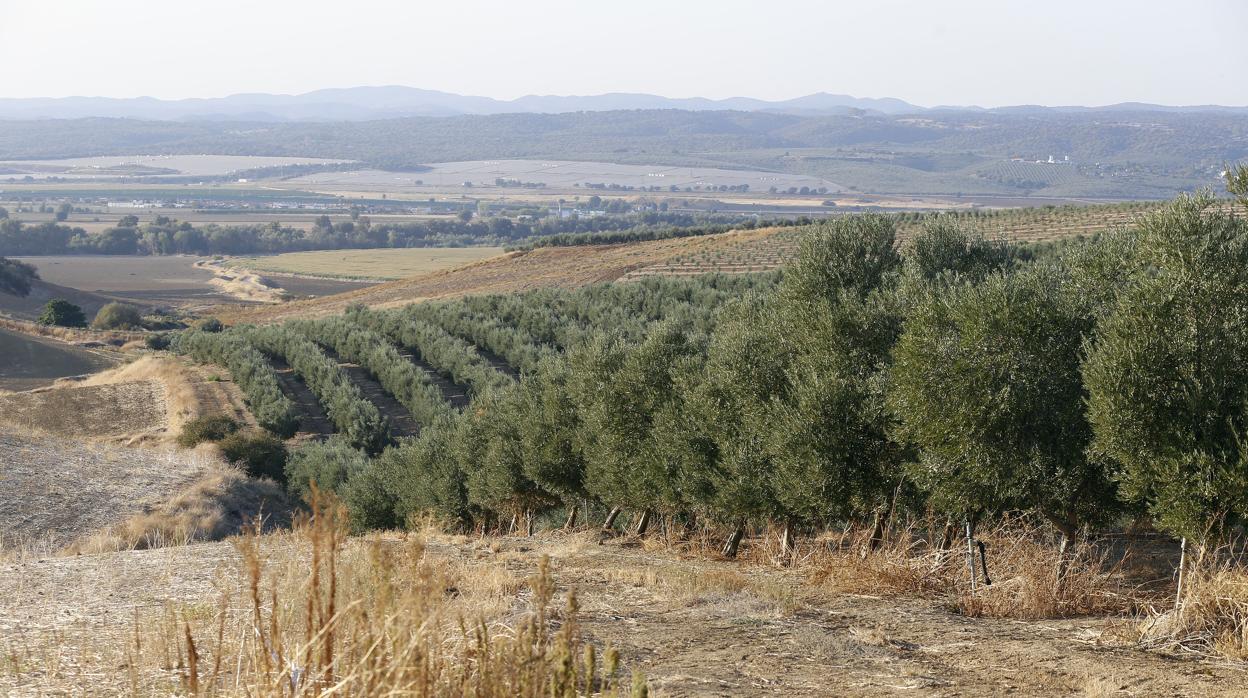 Olivar de la provincia de Córdoba durante una etapa de sequía