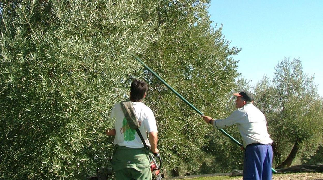 Recogida de la oliva en Córdoba