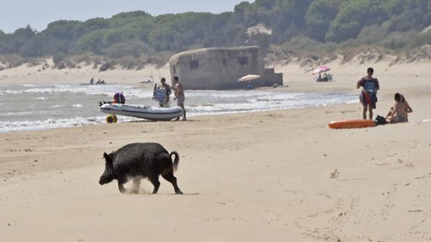 La Junta de Andalucía abre la mano para cazar jabalíes por emergencia sanitaria