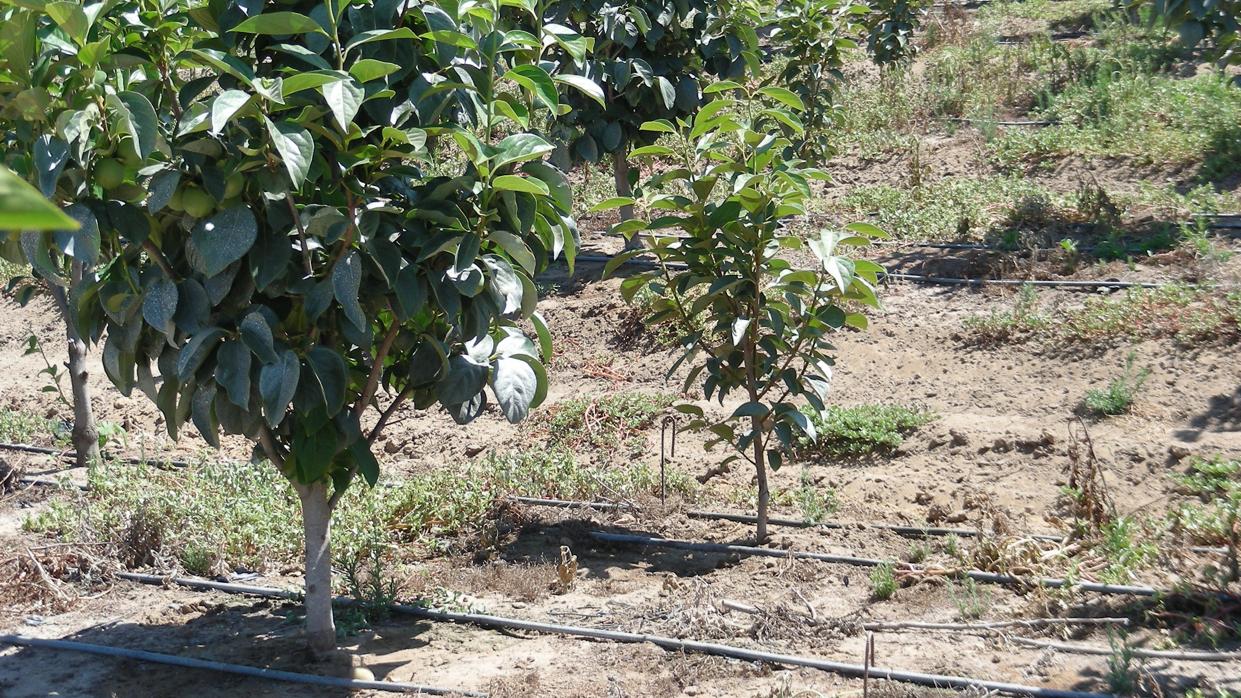 Un campo de kakis con un sistema de regadíos por goteo