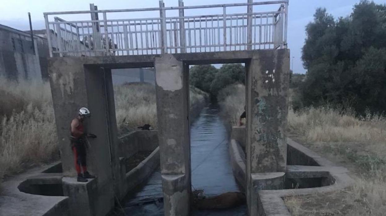 Los bomberos trabajando en el rescate de la vaca