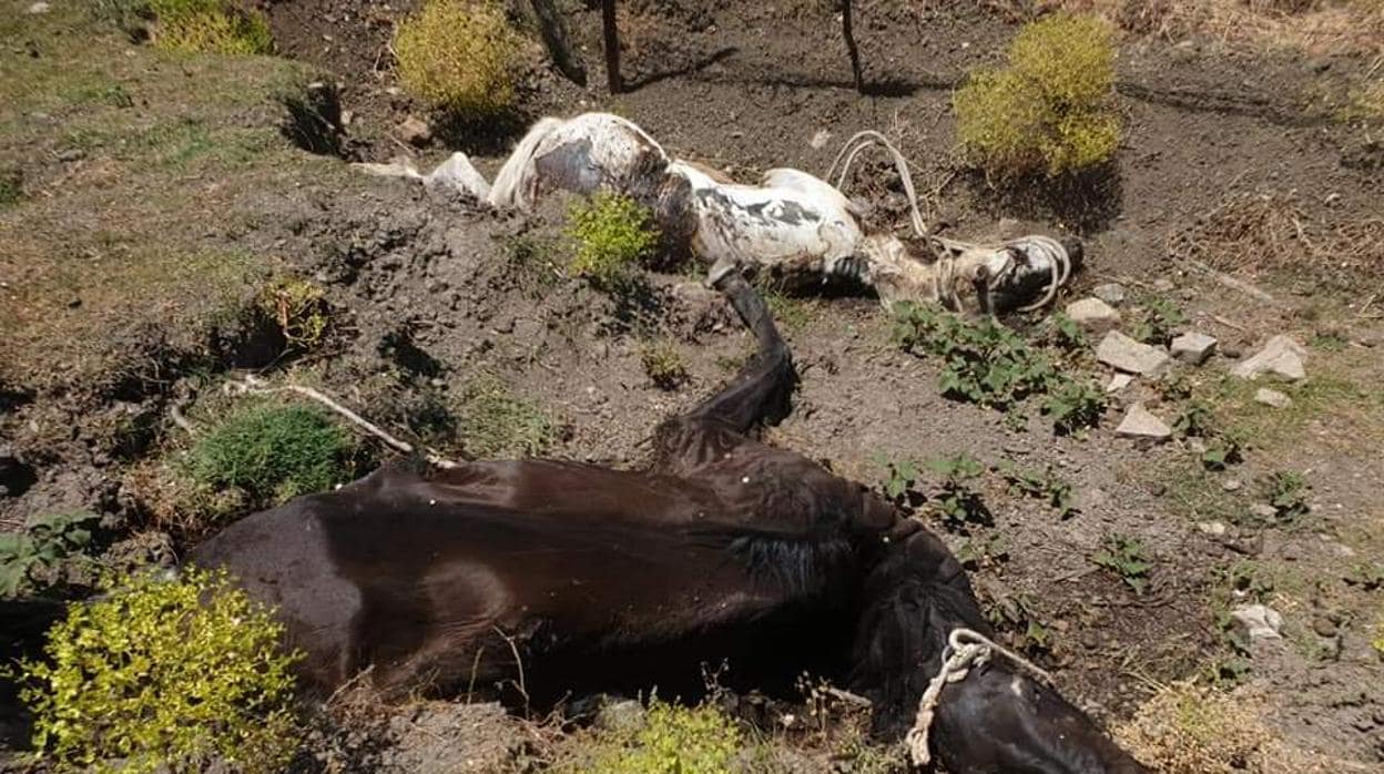 Dos de los caballos muertos localizados en una finca de Jimena de la Frontera