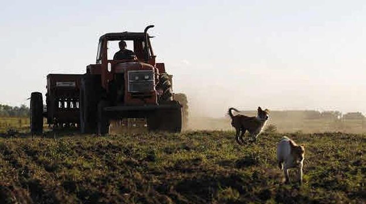 Un agricultor, en plena faena laboral con su tractor