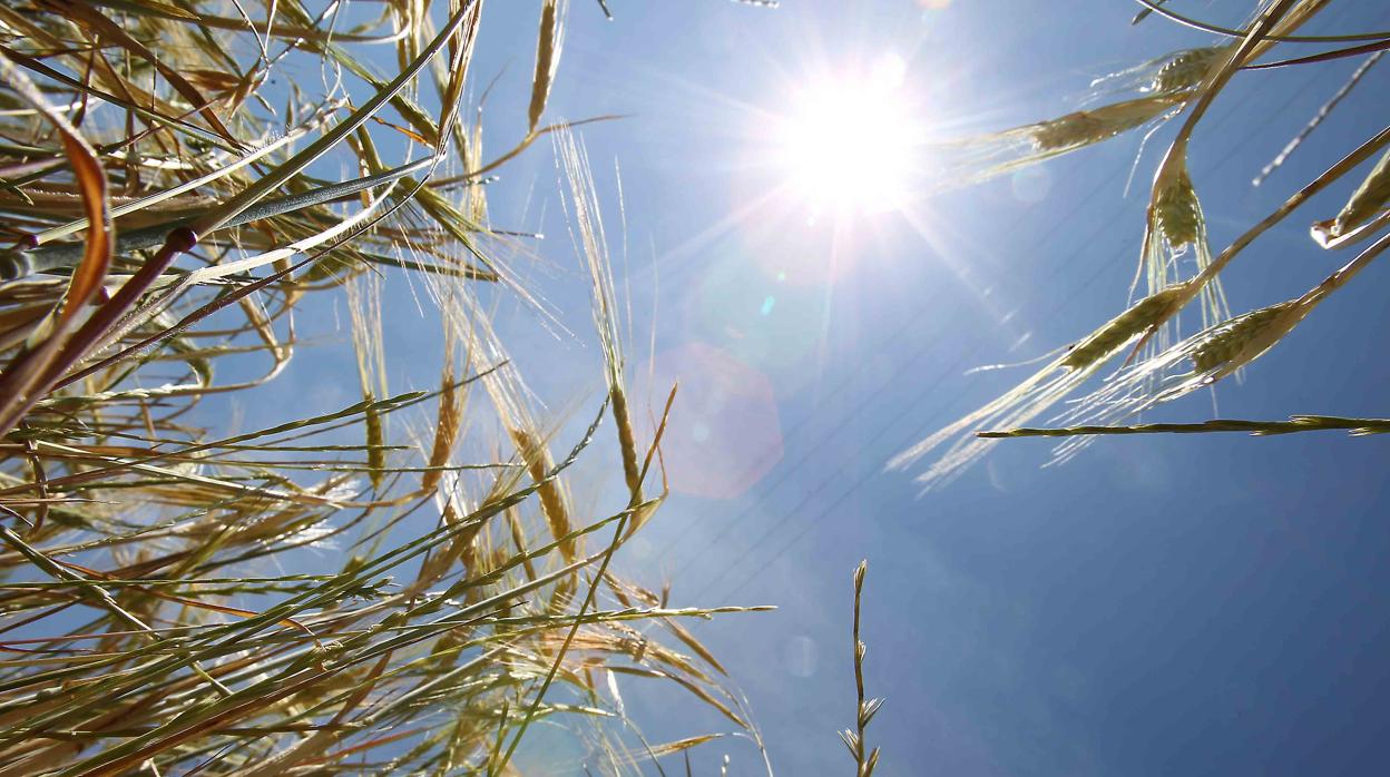 Espigas de trigo bajo el sol del verano