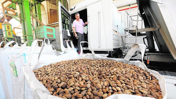 La apertura de nuevas fincas en Córdoba aumentará un 54 por ciento la cosecha de almendras